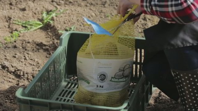 Parodė, kaip tinkamai pasodinti bulves, kad jų derlius pradžiugintų