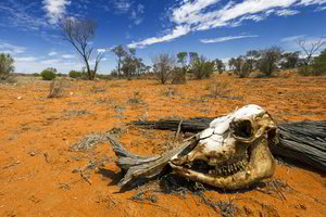 Mokslininkai aptiko akmens amžiaus chirurgo pėdsakus