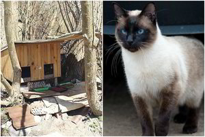 Palanga kačių nepageidauja: žmonių įrengtą šėryklą valdininkai užsimojo nugriauti