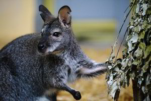 Zoologijos sode lankytojai plytgaliais užmušė kengūrą
