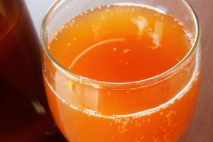 Žingsnis po žingsnio: kaip pasigaminti naminės duonos giros