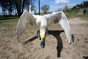 Kauno marių lankytojus terorizuoja gulbės giesmininkės