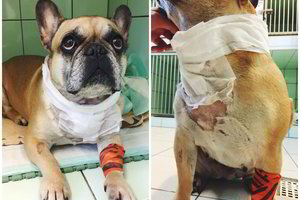 Pagalbos šauksmas: skausmą kenčiantis šuo ilgai tverti nepajėgs