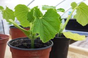 Nauja mada – raugintos daržovės:  kurios veislės Lietuvoje tam geriausiai tinka