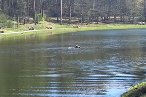 Briedis Alytuje atsitrenkė į automobilį, o po to išsimaudęs ežere atsigavo