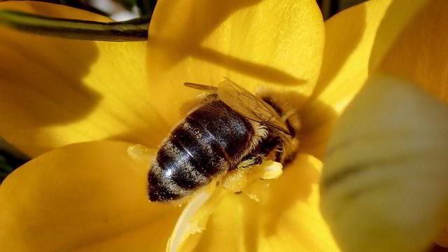Bitininkystės problemos: svarsto, kas kaltas dėl Europoje mirštančių bičių