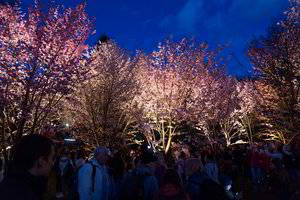 Kerintys vaizdai Botanikos sode Vilniuje: naktinis sakurų žydėjimas