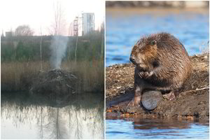 Nelaimė gamtoje: liepsnos niokojo bebrų namą