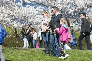 Sakuromis pasigrožėti užsigeidę vilniečiai liko giliai įskaudinti