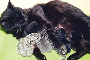 Panevėžyje beglobė katė motinišką meilę dalija ne tik saviems kačiukams