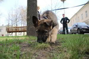 Žavūs pūkuoti naujokai papildė pasieniečių tarnybinių šunų būrį 