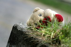 Mergaitės namuose išgyveno košmarą – tėvas tvirkino visas tris dukras 