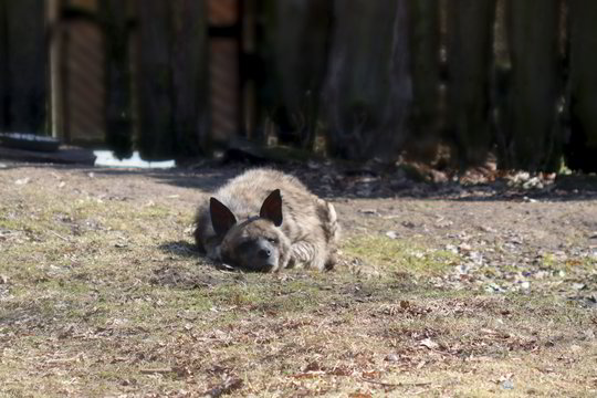 Zoologijos sode namų laukia išskirtinis gyvūnas, kuris nuolatos juokiasi