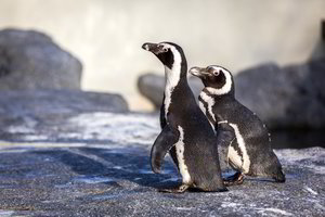 Į Lietuvos jūrų muziejų atvežė ypatingus gyvūnus