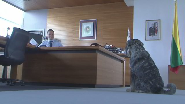 Vilniaus miesto savivaldybės kabinetuose ir jų prieigose įsipatogino būrys šunų