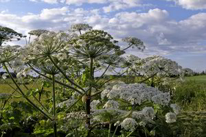 Kiemas mano, bet taisyklės bendros. Kaip jame tvarkytis, kad nepakenktume gamtai?