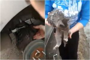 Nelaimė virto stebuklu: pavojingą kelionę išgyvenęs katinas tapo tikru gražuoliu