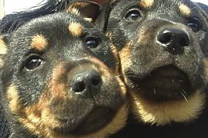 Nugaišti duobėje paliktus šuniukus išgelbėjo geraširdis iš Anykščių