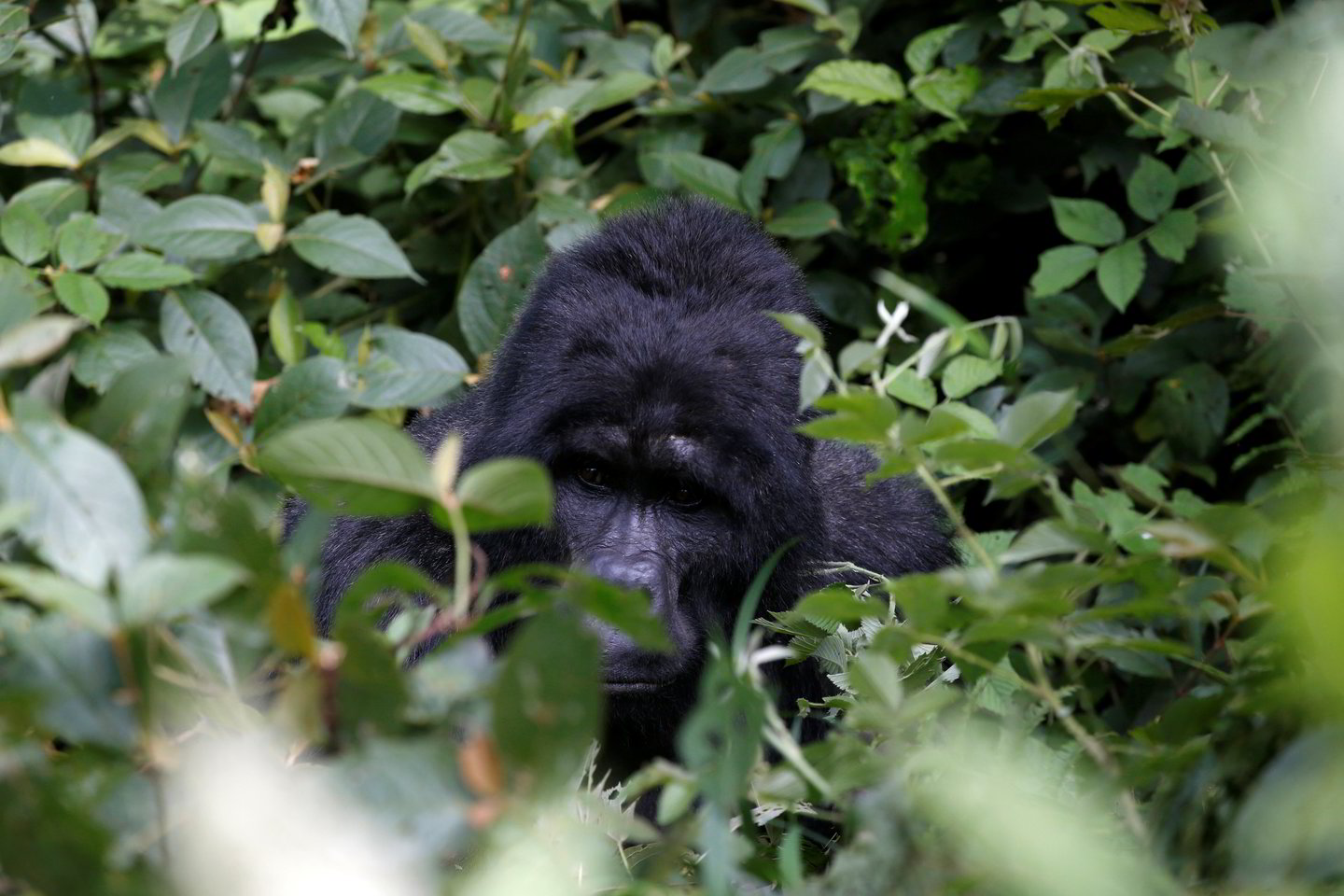  Rezultatai rodo, kad Vakarų lygumų gorilų pusiaujo Vakarų Afrikoje yra beveik 362 tūkstančių. Ankstesnis tikėtinas skaičius buvo 150–250 tūkst. individų.<br> Scanpix/MEGA/Reuters nuotr.