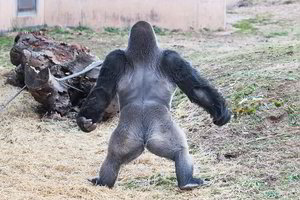 Mokslininkai pateikė intriguojančių faktų apie Afrikoje gyvenančias gorilas