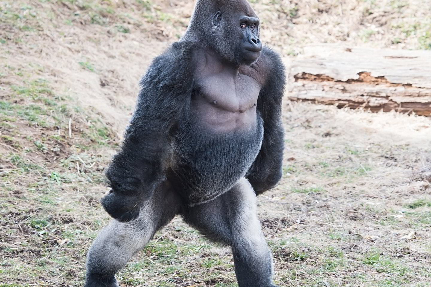  Rezultatai rodo, kad Vakarų lygumų gorilų pusiaujo Vakarų Afrikoje yra beveik 362 tūkstančių. Ankstesnis tikėtinas skaičius buvo 150–250 tūkst. individų.<br> Scanpix/MEGA/Reuters nuotr.