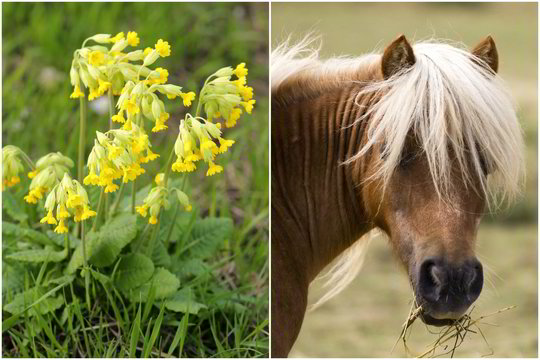 Kontrabandininkai per sieną gabeno 10 žirgų ir 130 kg vaistažolių