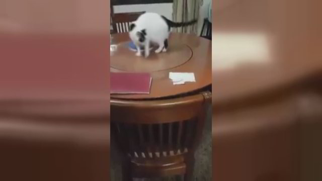 Noras pasivaikščioti ant stalo katei tapo išbandymu – laukė tikras galvosūkis