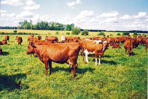 Dvigubai daugiau melžiamų karvių