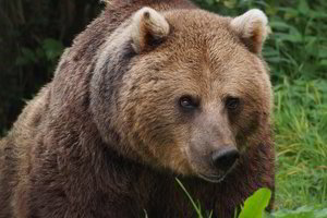 Lazdijų rajone aptikti rudojo lokio pėdsakai