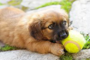 Jūsų šuo yra daug protingesnis, nei manėte