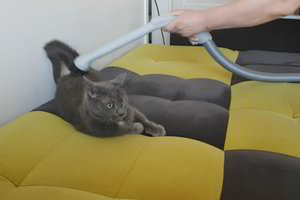 Šeimininkas nusprendė išsiurbti katiną. Štai kuo viskas pasibaigė