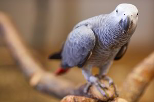 Prieš ketverius metus dingusi papūga grįžo kalbėdama ispaniškai