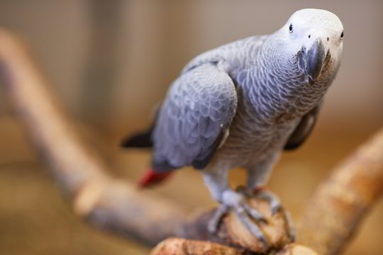 Prieš ketverius metus dingusi papūga grįžo kalbėdama ispaniškai