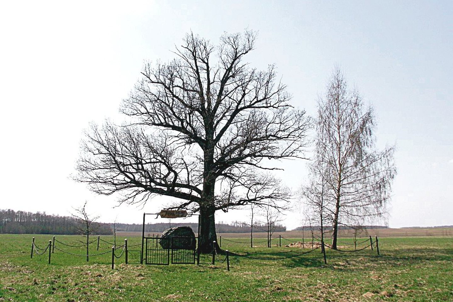 Šalies vadovės pasodintas ąžuoliukas yra išdaigintas iš Biržų rajone, Purviškių kaime, augančio istorinio ąžuolo (nuotr.). 