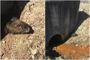  Pajūryje prie sodybos apsigyvenusi nutrija tapo vietine įžymybe