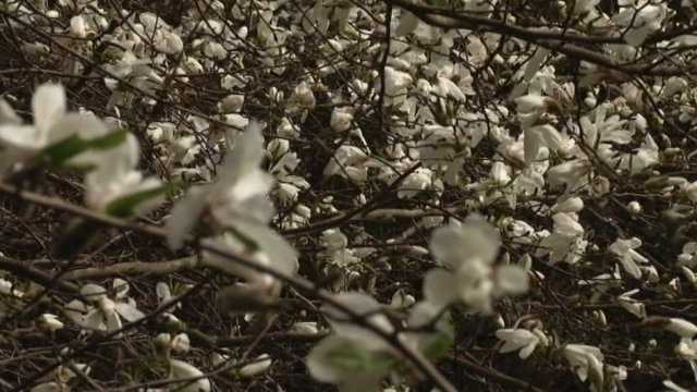 Kelionė į tūkstančio magnolijų sodą: specialistas pataria, kokias veisles rinktis