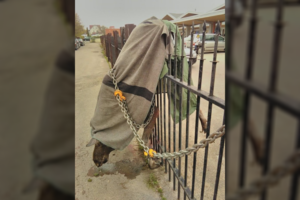 Uostamiestyje – briedžio tragedija: klaipėdiečiai išvydo kraupų vaizdą