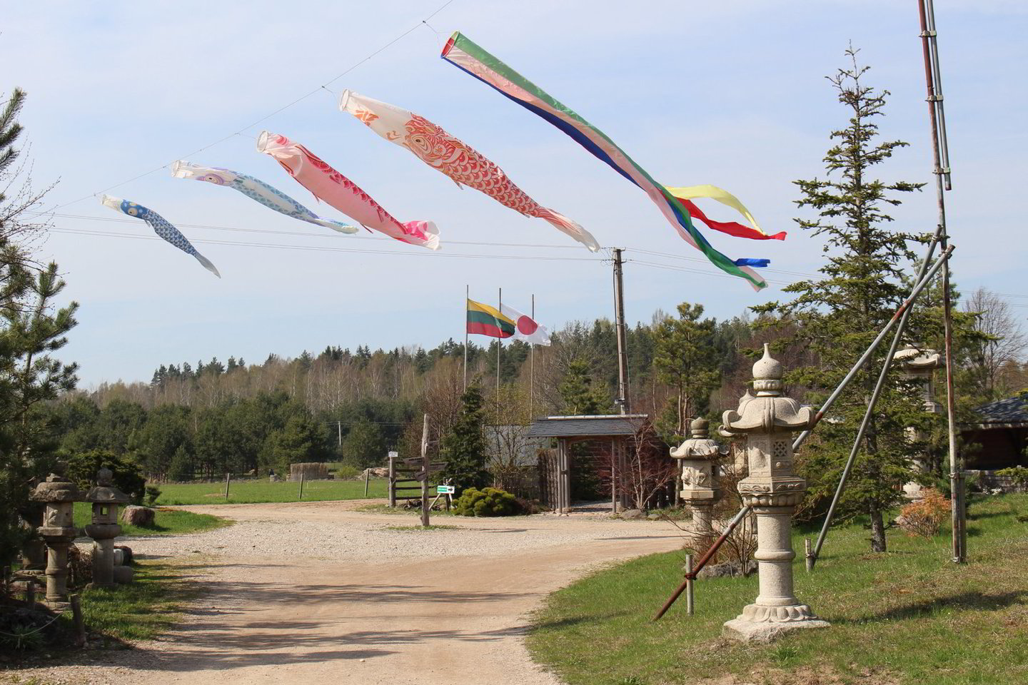  Japoniškas sodas Kretingos rajone yra didžiausias Lietuvoje.<br> A.Ziabkaus nuotr. 