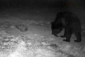 Pamatykite: Dzūkijoje medžiotojai įamžino itin retą laimikį – rudąją mešką