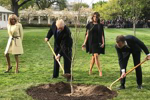 Prie Baltųjų rūmų Donaldo Trumpo ir Emmanuelio Macrono pasodintas ąžuoliukas mįslingai dingo