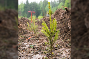 Už pasodintą mišką ir jo priežiūrą – parama