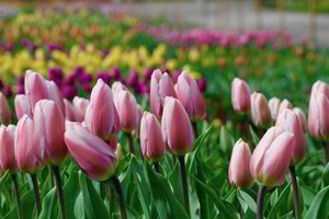 Pasigrožėkite: VDU botanikos sode – spalvinga tulpių jūra