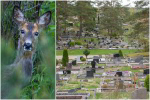 Įžūlumo viršūnė: Vilniaus kapinėse puotauja stirnos