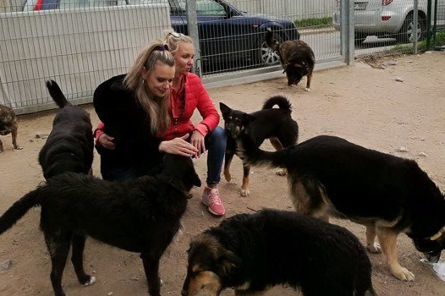   „SOS gyvūnai“ oficialiai atšventė nuosavo veterinarijos kabineto atidarymą. <br> „SOS gyvūnai“ nuotr.