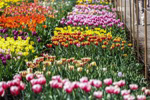 Tai vienas įspūdingiausių žydėjimų Lietuvoje – nepraleiskite šio stebuklo  