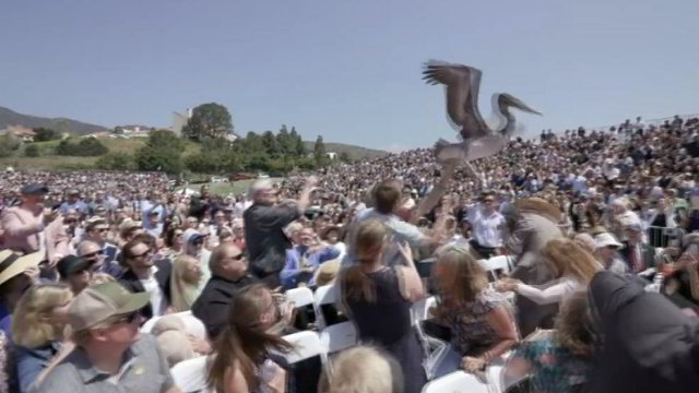 Diplomų teikimo ceremoniją sutrukdė pelikanai – tūkstančiai leipsta juokais