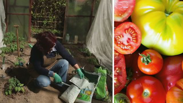 Parodė, kaip sodinti pomidorus šiltnamyje, kad derlius nudžiugintų gausumu