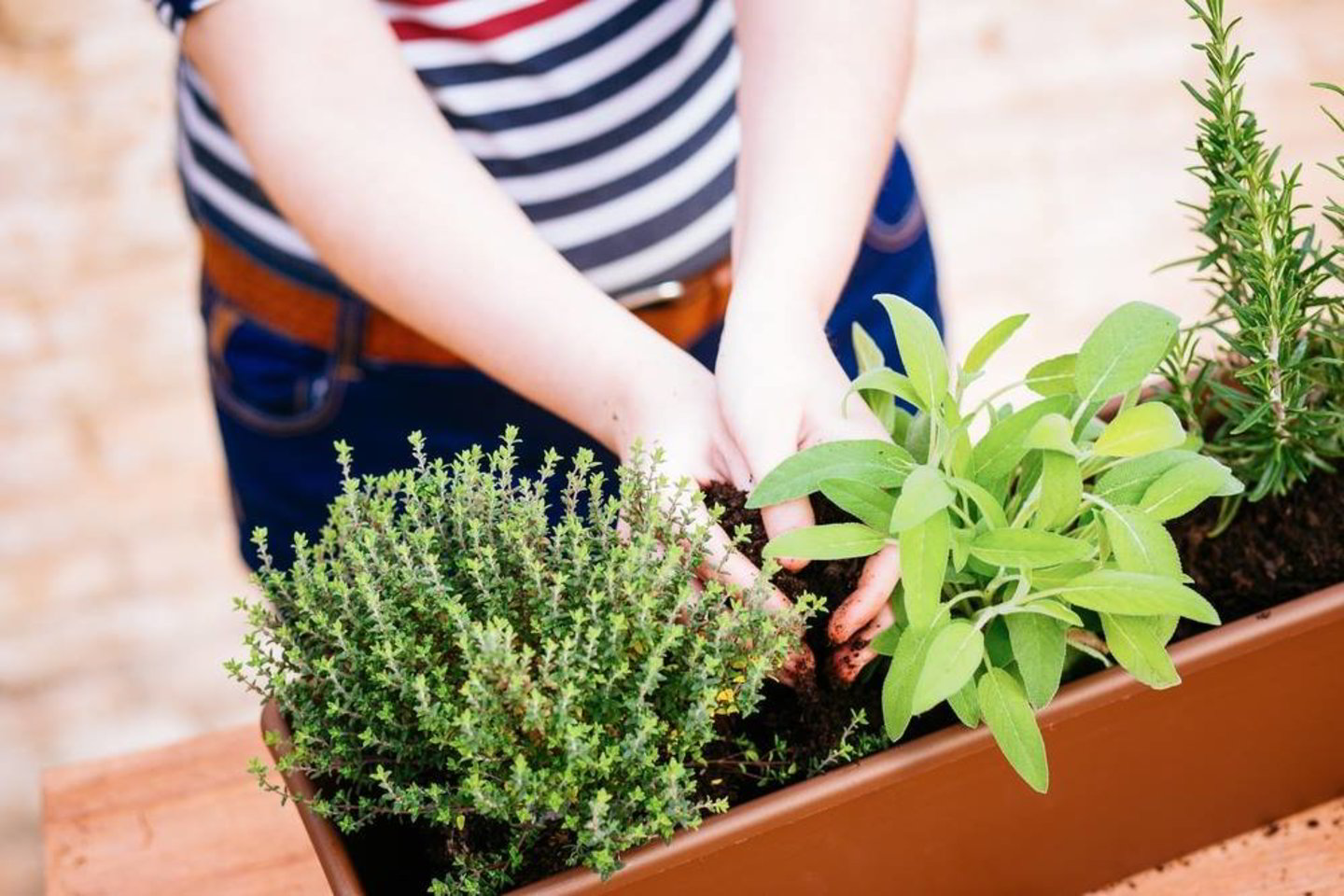  Namuose susiruošus auginti daržoves ar prieskonius, reikėtų pasirūpinti sėklomis ar daigais, substratu, drenažu, loveliais, vazonais ir trąšomis.<br> Shutterstock nuotr.