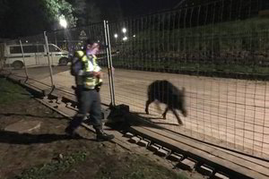 Katedros aikštėje siautėjusį šerną sulaikė policija