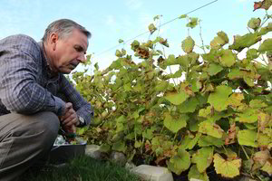 Vilniečio profesoriaus gyvenimą pakeitė mūsų kraštui neįprasti augalai